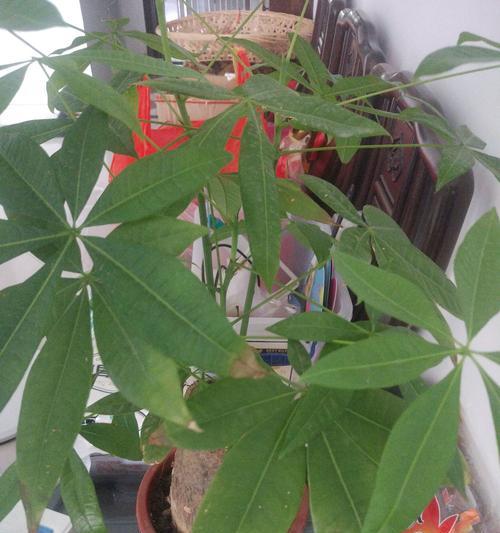 发财树叶尖干枯怎么办？如何有效预防和处理？