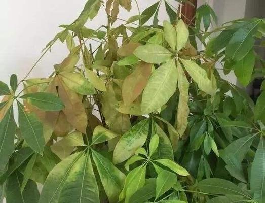 发财树叶尖干枯怎么办？如何有效预防和处理？
