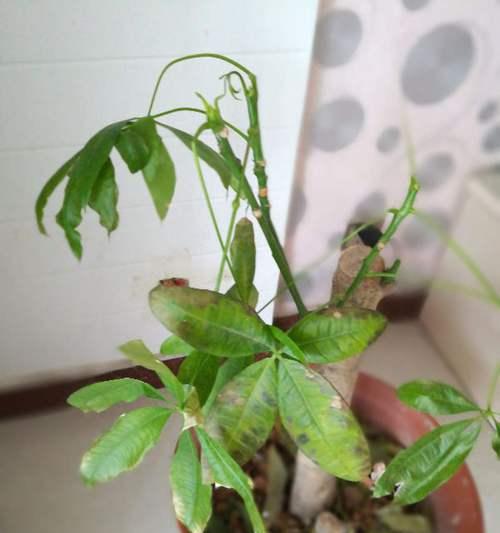 发财树叶子干枯怎么办？如何有效预防和处理？