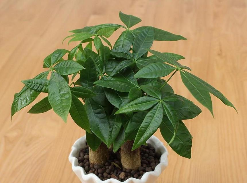 发财树寓意是什么？如何在风水中发挥作用？