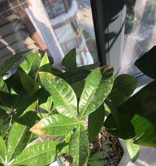 发财树叶子开裂了怎么办？如何正确处理？