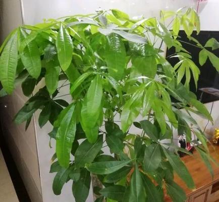 发财树开花好吗？其风水寓意是什么？