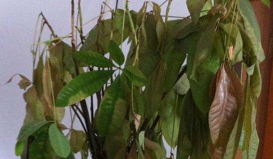 发财树叶子蔫了怎么办？如何快速恢复植物活力？