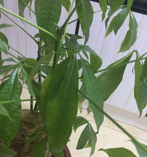 发财树叶子蔫了怎么办？如何快速恢复植物活力？