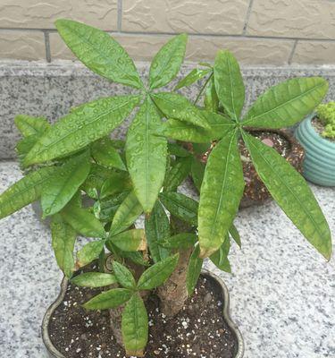 发财树叶子蔫了怎么办？如何快速恢复植物活力？