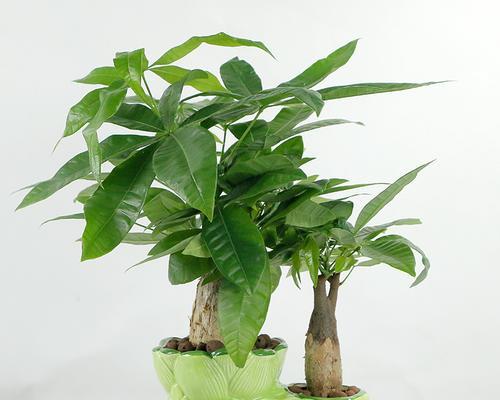 发财树一年能长多高？最高能长到多少？