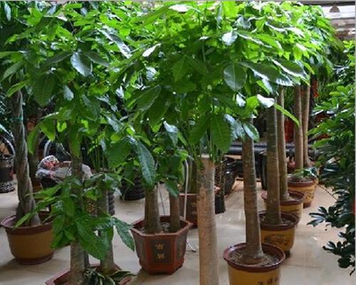 发财树一年能长多高？最高能长到多少？