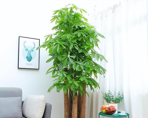 发财树一盆种几颗最合适？如何正确种植发财树？
