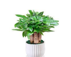 发财树一盆种几颗最合适？如何正确种植发财树？