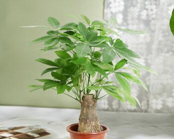 发财树用什么盆栽好？选择合适盆栽的技巧是什么？