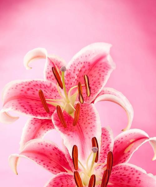 粉色百合花的花语和寓意是什么？如何正确解读粉色百合的含义？