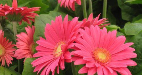 粉色雏菊代表什么？粉色雏菊的花语有哪些含义？