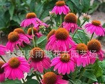 粉色风信子代表什么？粉色风信子的寓意有哪些？