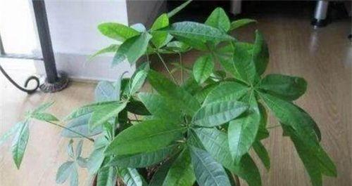 发财树分株方法是什么？如何正确进行分株操作？