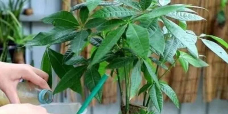 发财树修剪枝叶的最佳时机是什么时候？如何正确修剪？