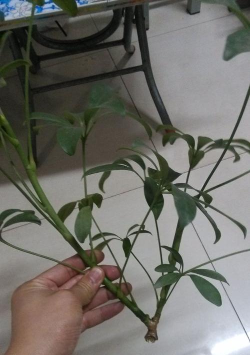 发财树修剪枝叶的最佳时机是什么时候？如何正确修剪？