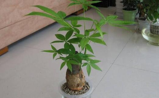 发财树配土盆土配制方法是什么？如何正确配制？