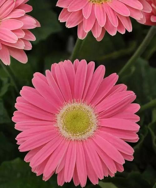 粉色菊花代表什么含义？粉色菊花的花语有哪些？