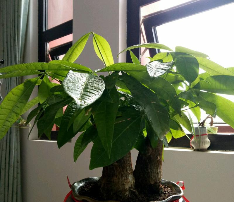 发财树怎么养好看？修剪好看的造型有哪些技巧？