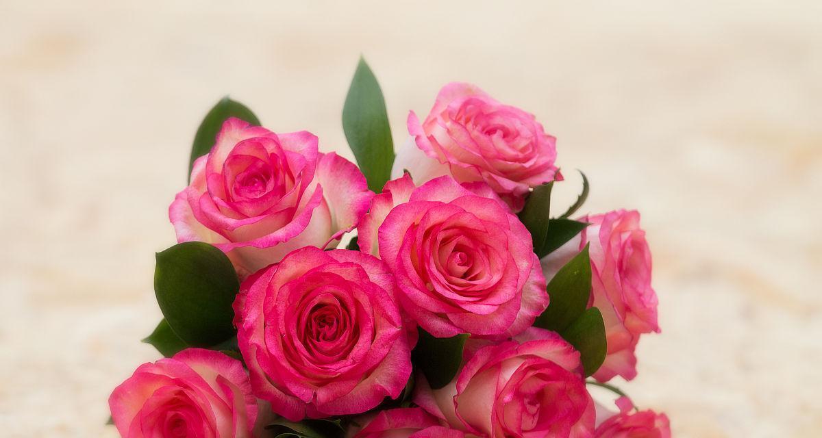 粉色玫瑰花的花语是什么？如何正确表达爱意？