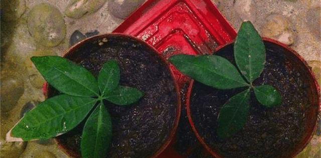 发财树种子怎么种植？种植过程中需要注意哪些问题？