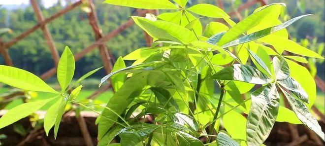 发财树种子怎么种植？种植过程中需要注意哪些问题？