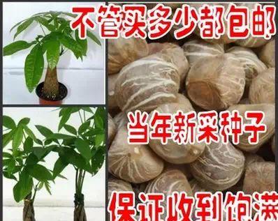 发财树种子怎么种植？种植过程中需要注意哪些问题？