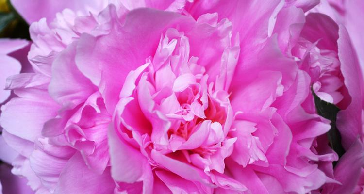 粉色牡丹花代表什么？粉色牡丹花的象征意义是什么？