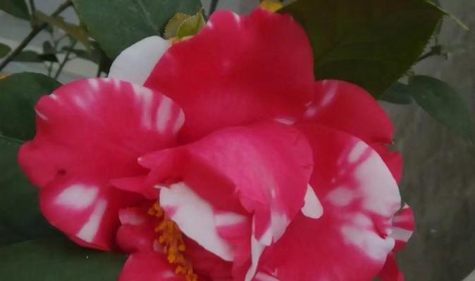 粉色山茶花代表什么？粉色山茶花的花语有哪些含义？