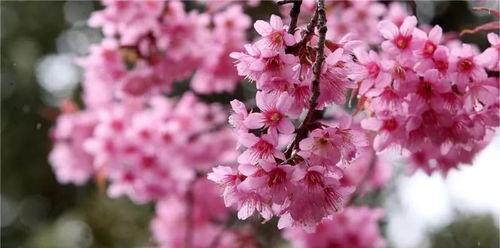 粉色樱花的花语是什么？如何表达爱意？