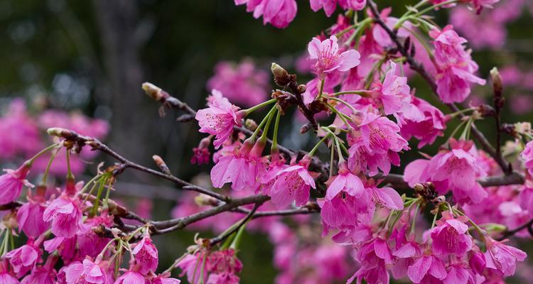 粉色樱花的花语是什么？如何表达爱意？