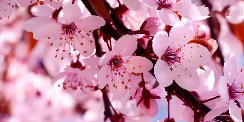 粉色樱花的花语是什么？如何表达爱意？
