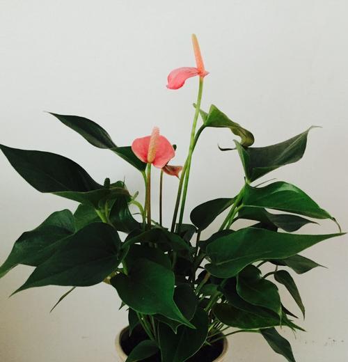 粉掌的风水寓意是什么？如何正确摆放粉掌以招财进宝？