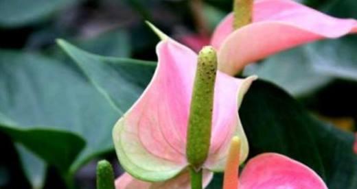 粉掌的花语代表什么？如何正确解读粉掌的花语含义？