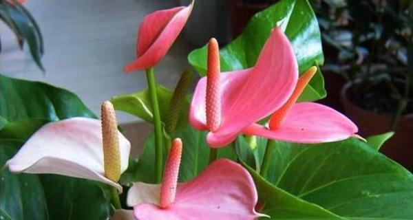 粉掌的花语代表什么？如何正确解读粉掌的花语含义？