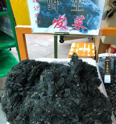 发菜生长在哪里？如何识别和采摘发菜？