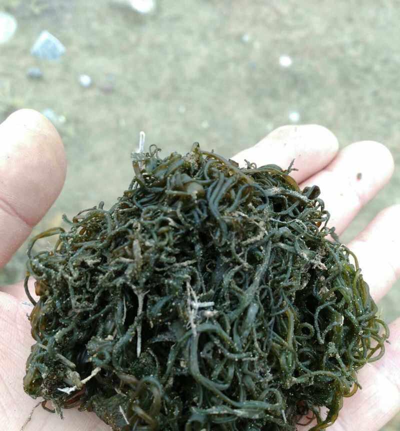 发菜哪里产的最好？如何辨别发菜的产地和品质？