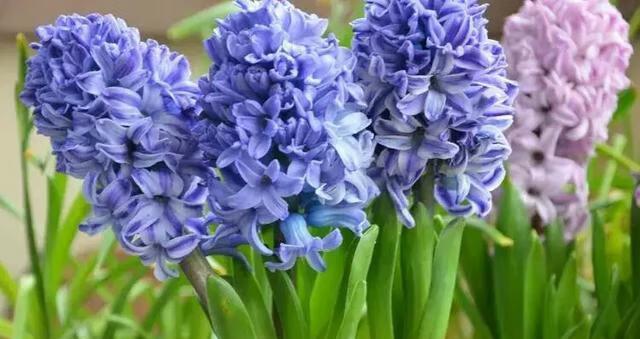 风信子的花语含义是什么？它代表了哪些情感？