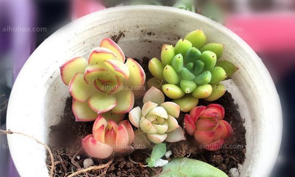 发酵苹果水浇多肉植物好吗？正确使用方法是什么？