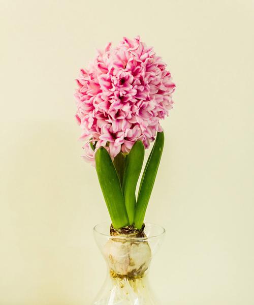 风信子花代表什么意思？如何正确解读风信子的花语？
