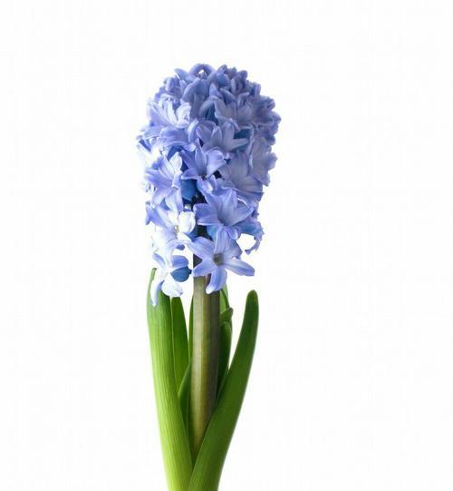 风信子花代表什么意思？如何正确解读风信子的花语？