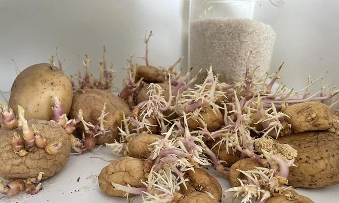 发芽土豆盆栽种植方法？如何确保土豆苗健康成长？