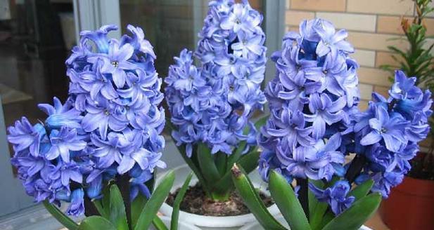 风信子不同颜色代表什么花语？各颜色花语有何不同？