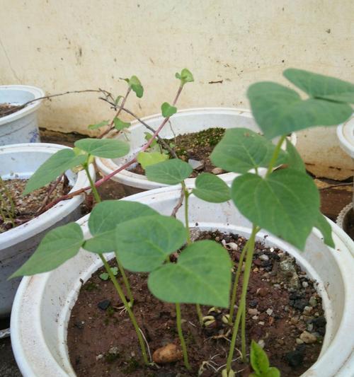 发芽种子怎么种植？种植过程中需要注意哪些问题？