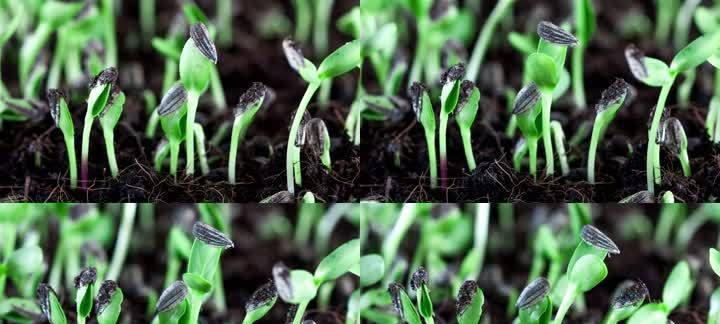 发芽种子怎么种植？种植过程中需要注意哪些问题？