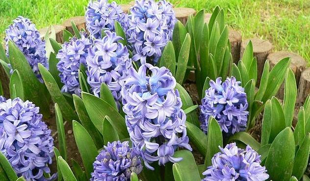 风信子不同颜色代表什么花语？各颜色花语有何不同？