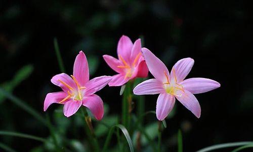 风雨兰的花语和寓意象征是什么？如何理解风雨兰的深层含义？