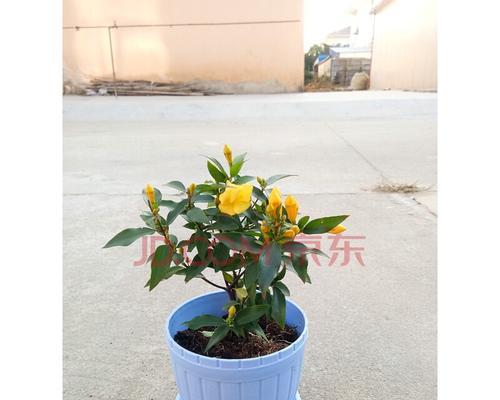 法国茉莉怎么养？养殖过程中应注意哪些问题？