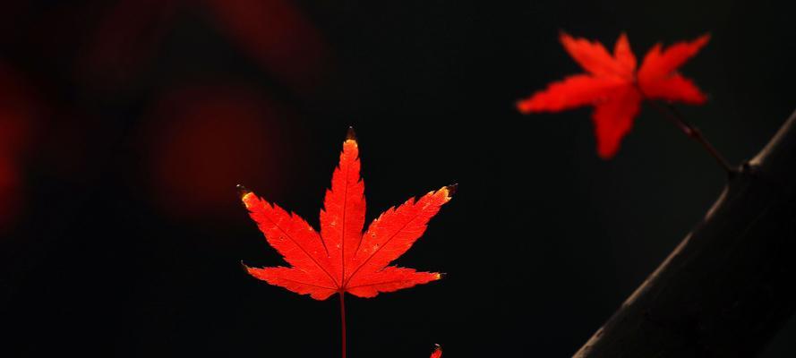 枫叶的花语是什么意思？为什么枫叶象征着秋天的到来？