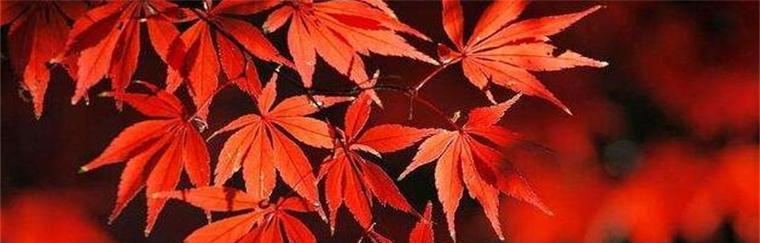 枫叶的花语是什么意思？为什么枫叶象征着秋天的到来？